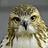 Chiickenhawk