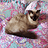 CrimsongCatDev