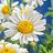 elvendaisy
