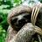 ExoticBananas8