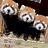 Redpanda20221