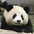 Szymon.Panda